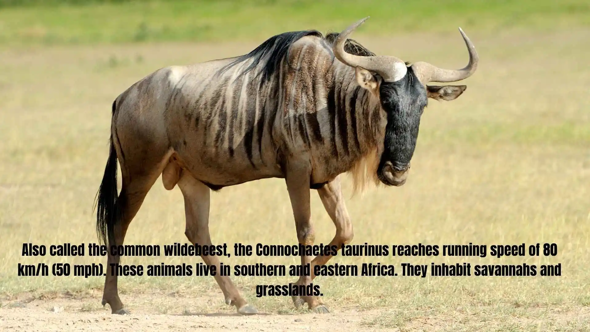 Also called the common wildebeest, the Connochaetes taurinus reaches running speed of 80 km/h (50 mph). These animals live in southern and eastern Africa. They inhabit savannahs and grasslands. 