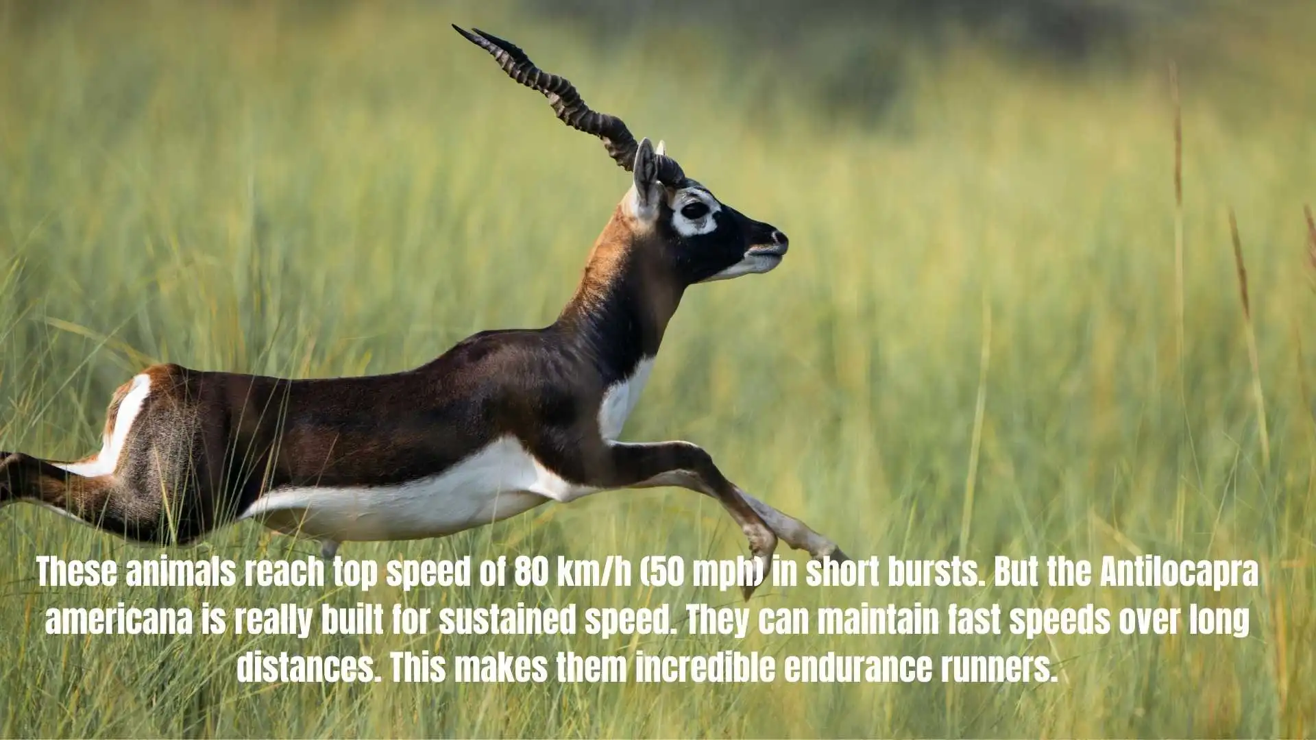 These animals reach top speed of 80 km/h (50 mph) in short bursts. But the Antilocapra americana is really built for sustained speed. They can maintain fast speeds over long distances. This makes them incredible endurance runners.