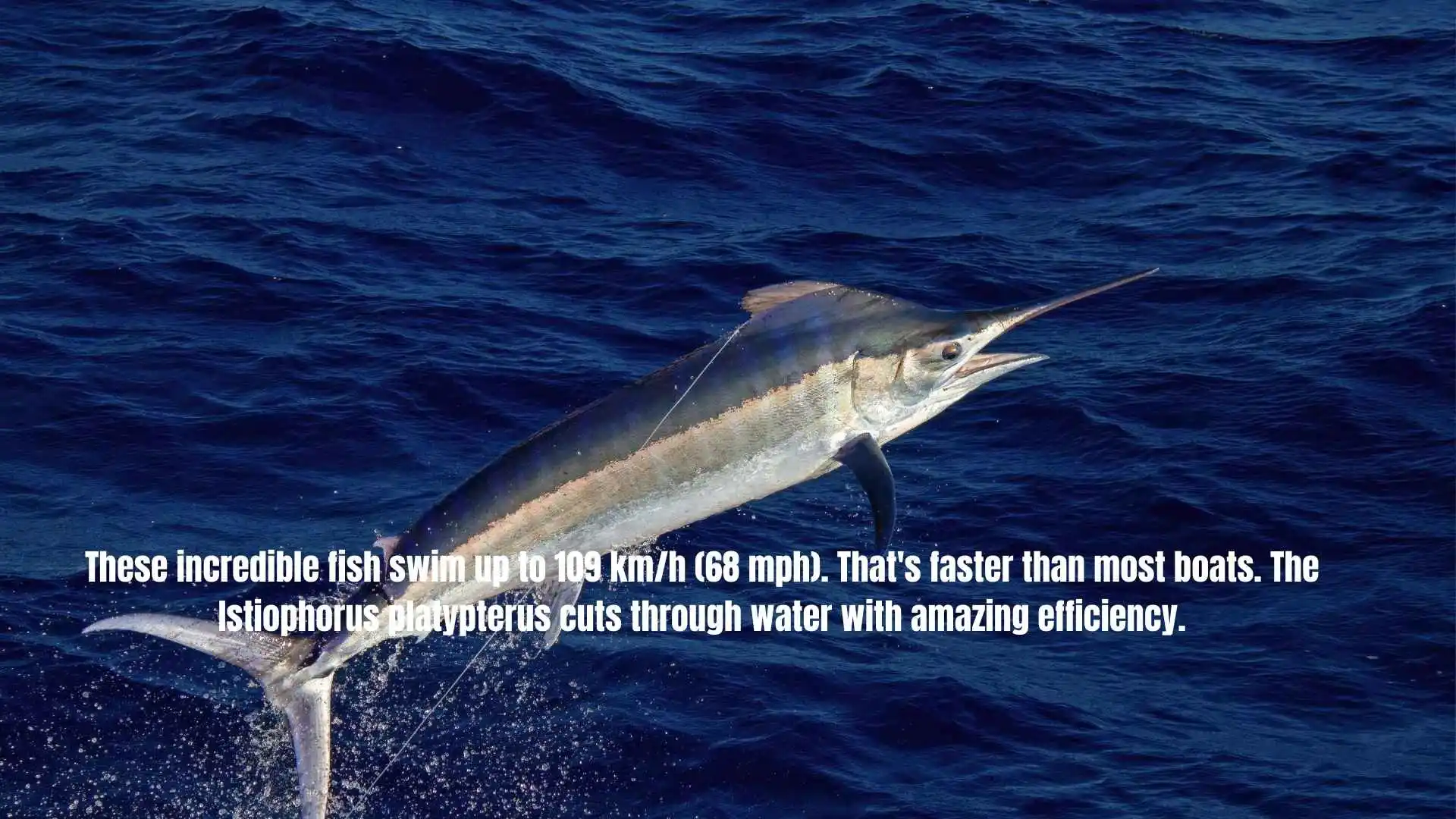 These incredible fish swim up to 109 km/h (68 mph). That's faster than most boats. The Istiophorus platypterus cuts through water with amazing efficiency.