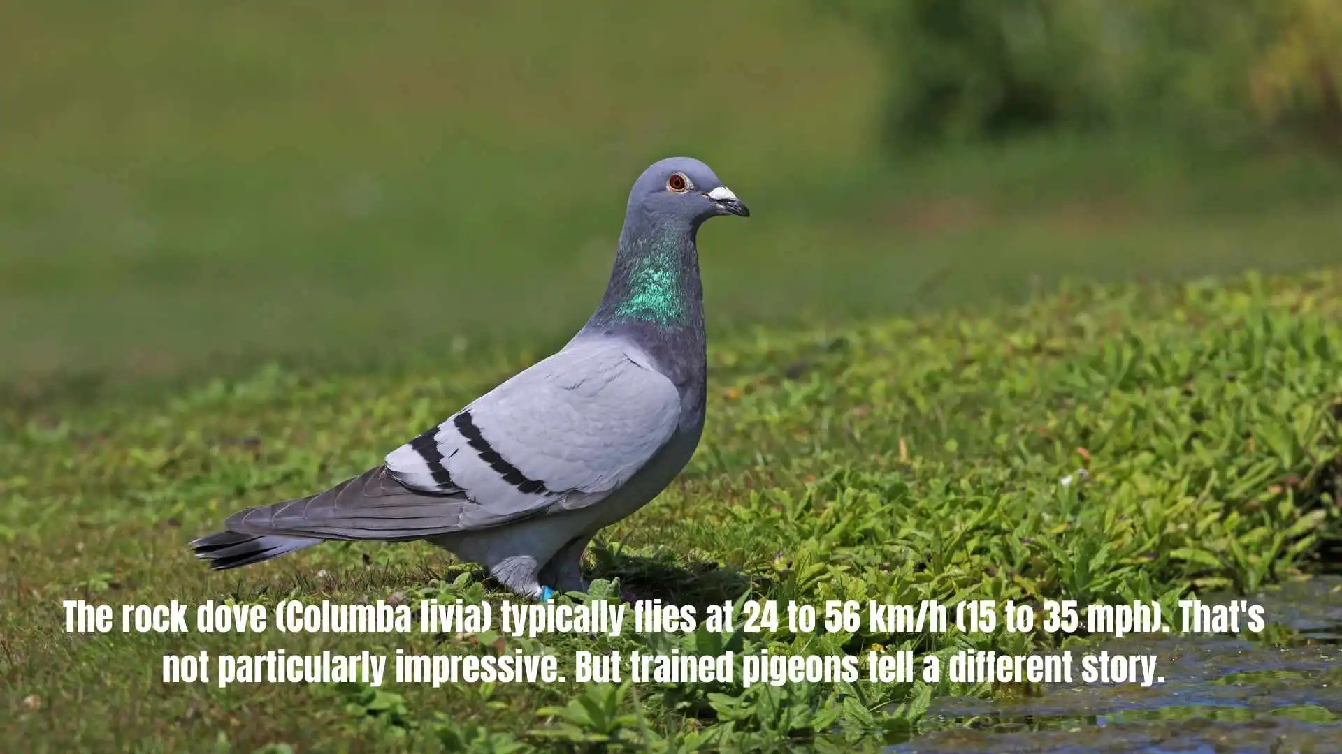 The rock dove (Columba livia) typically flies at 24 to 56 km/h (15 to 35 mph). That's not particularly impressive. But trained pigeons tell a different story.