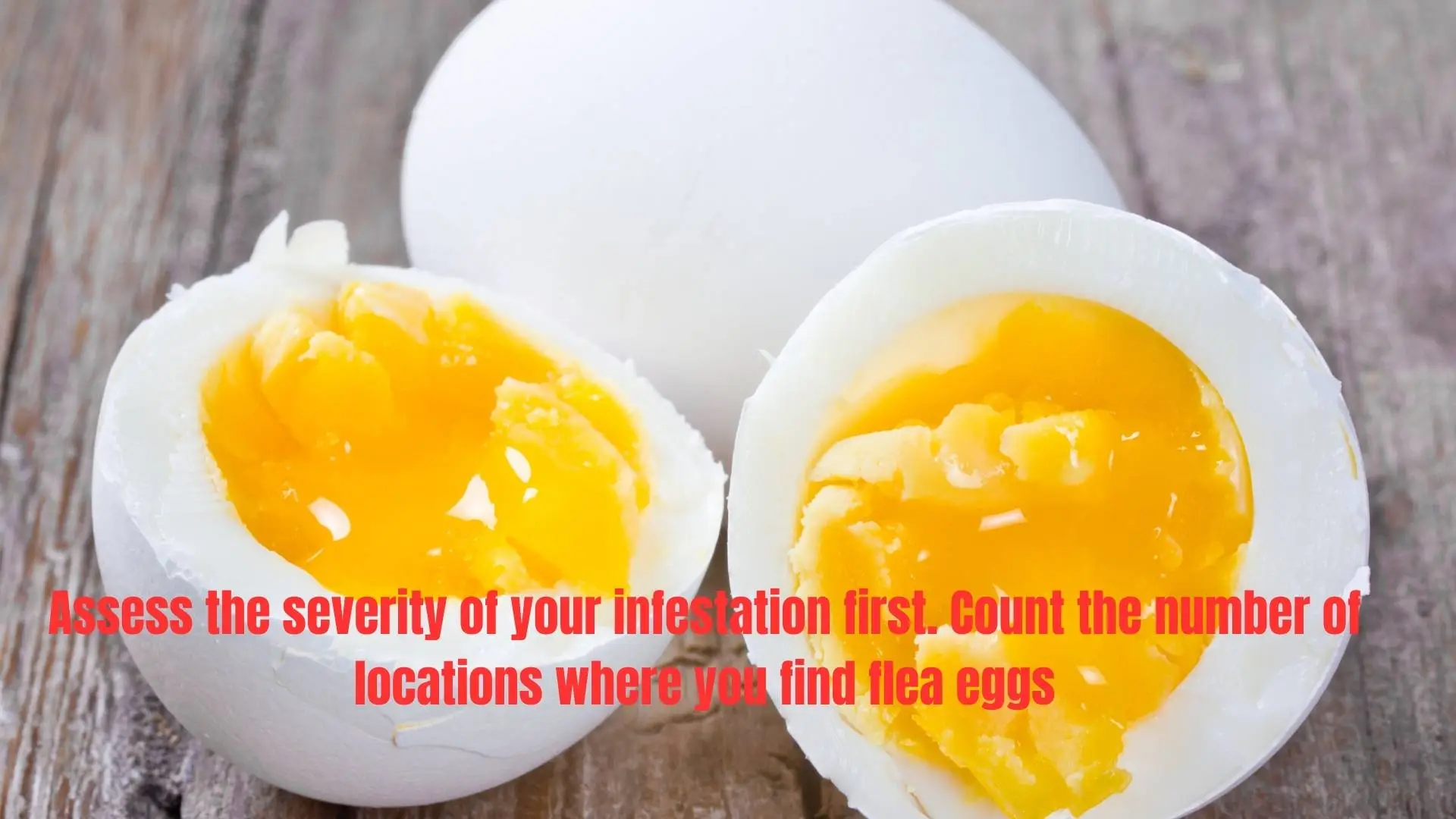 Assess the severity of your infestation first. Count the number of locations where you find flea eggs