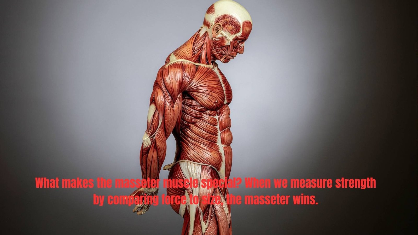 What makes the masseter muscle special? When we measure strength by comparing force to size, the masseter wins.