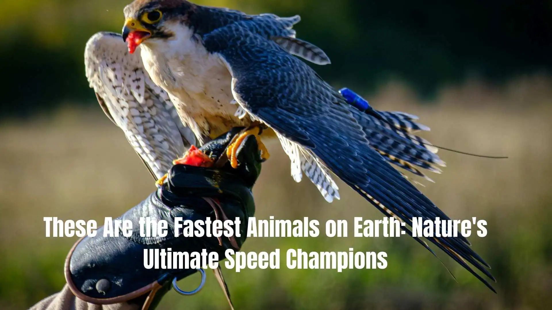These Are the Fastest Animals on Earth: Nature's Ultimate Speed Champions