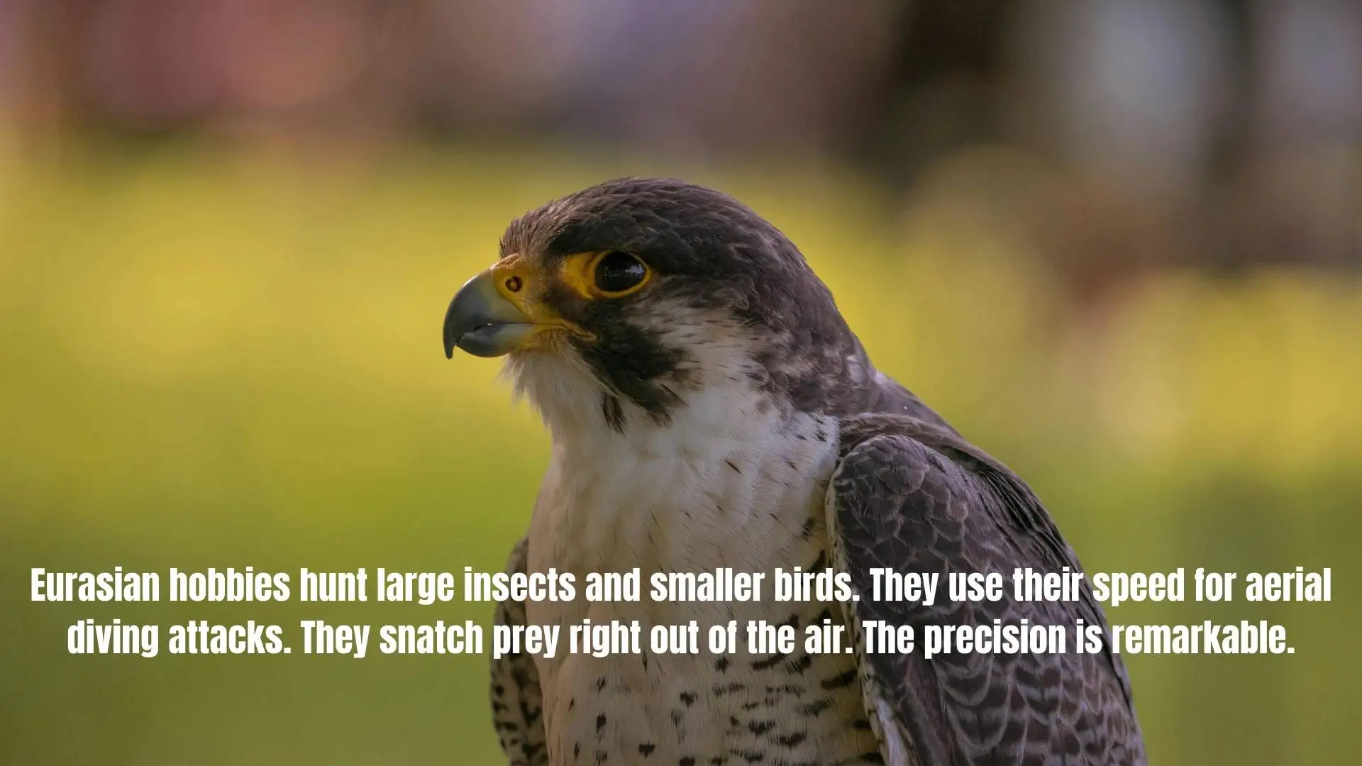 These Are the Fastest Animals on Earth: Nature's Ultimate Speed Champions