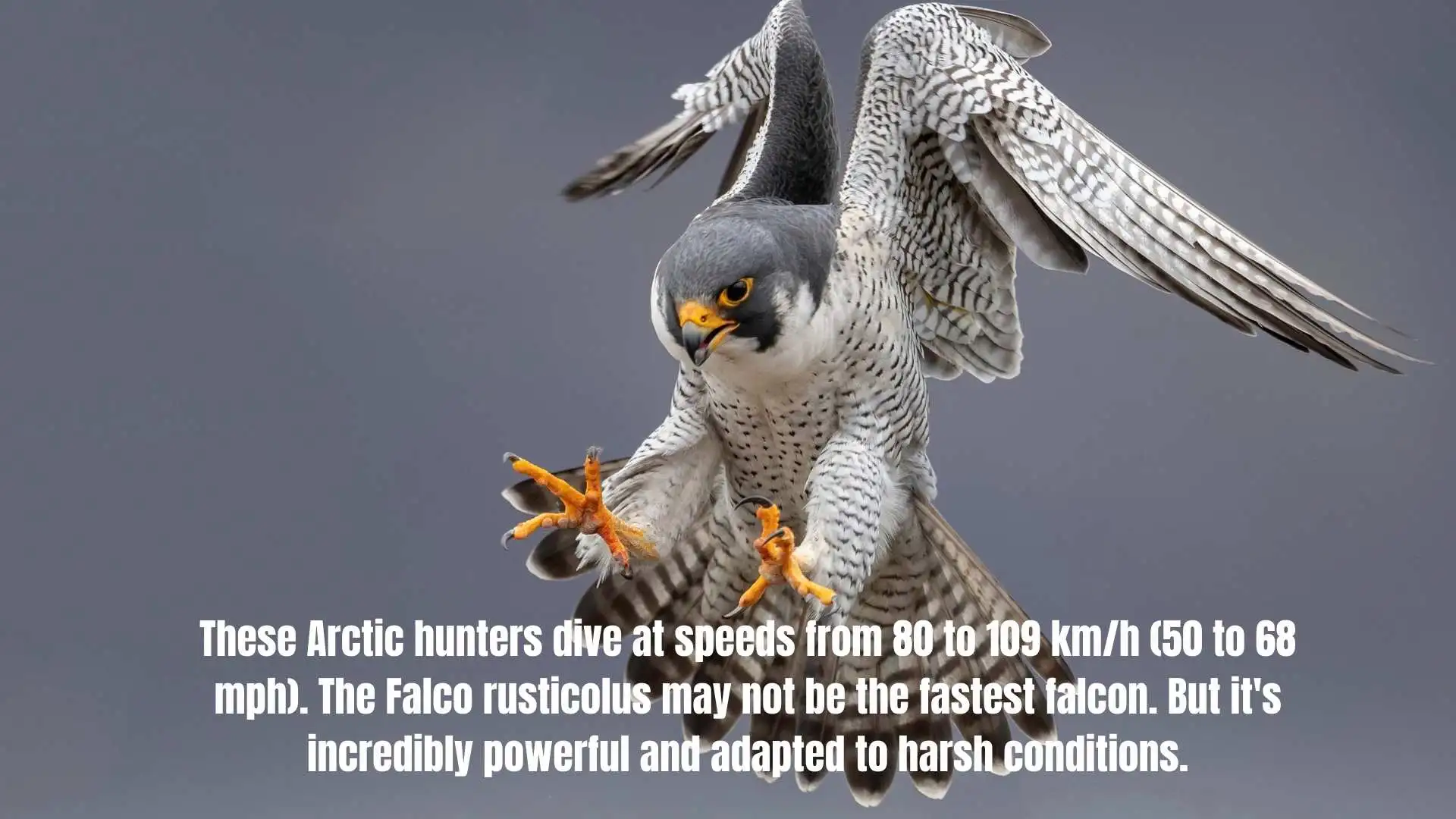 These Arctic hunters dive at speeds from 80 to 109 km/h (50 to 68 mph). The Falco rusticolus may not be the fastest falcon. But it's incredibly powerful and adapted to harsh conditions.