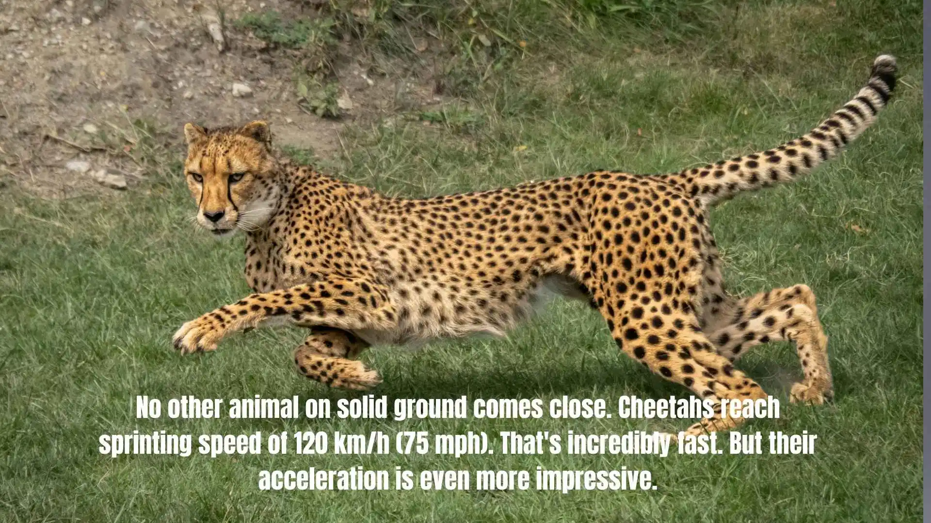 No other animal on solid ground comes close. Cheetahs reach sprinting speed of 120 km/h (75 mph). That's incredibly fast. But their acceleration is even more impressive.