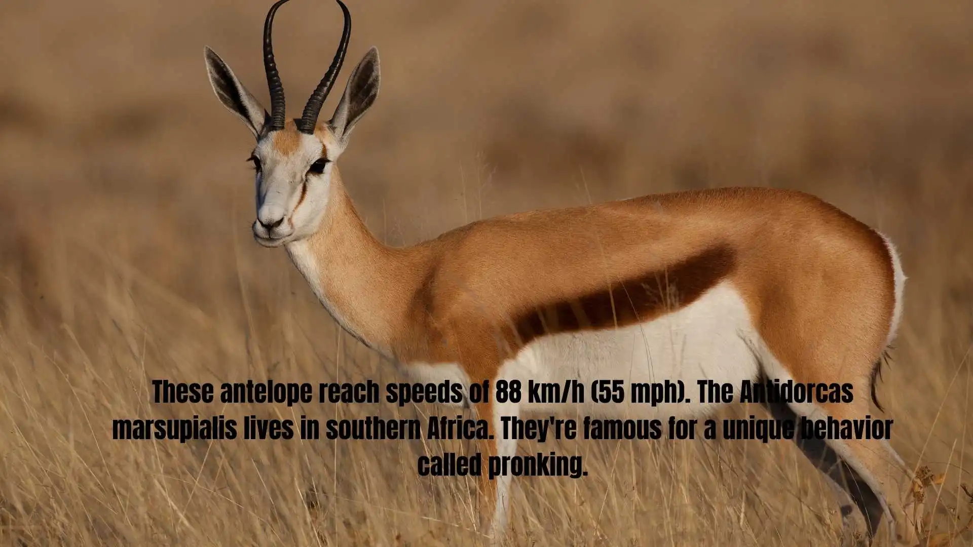 These antelope reach speeds of 88 km/h (55 mph). The Antidorcas marsupialis lives in southern Africa. They're famous for a unique behavior called pronking.