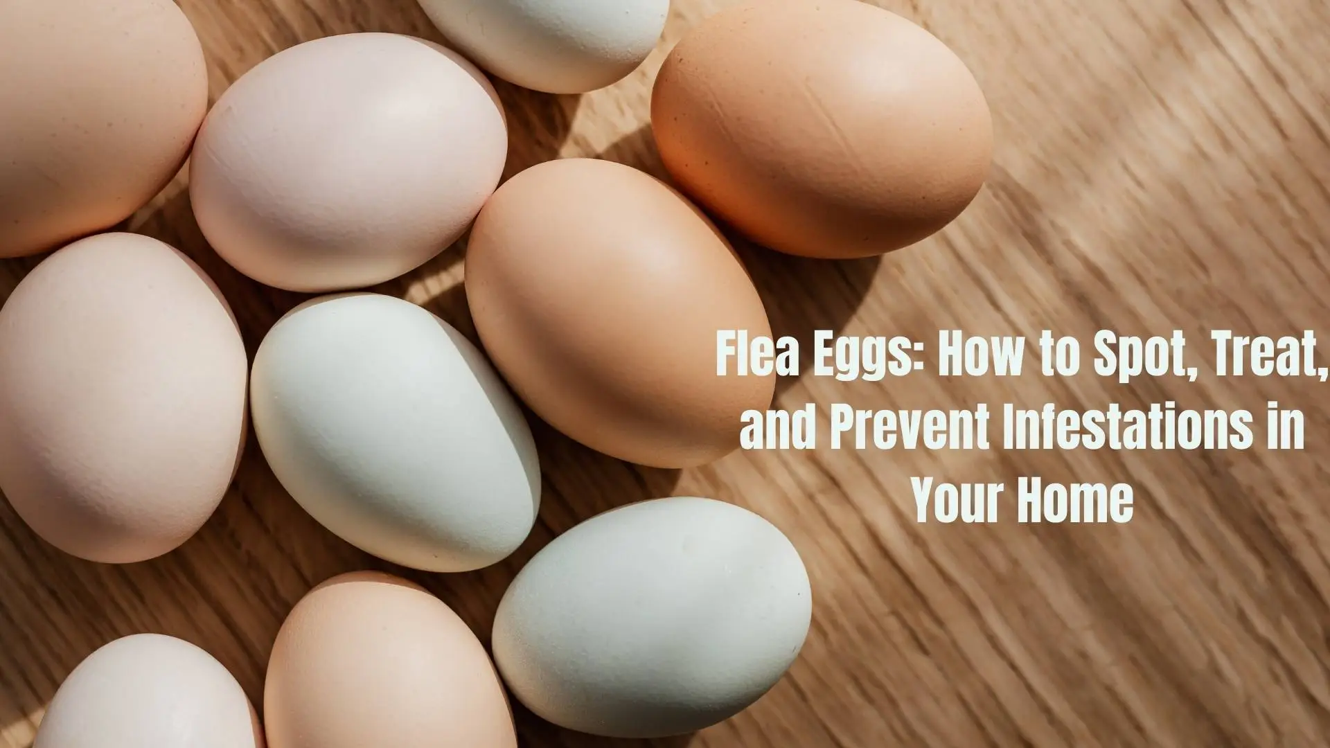 Flea Eggs: How to Spot, Treat, and Prevent Infestations in Your Home