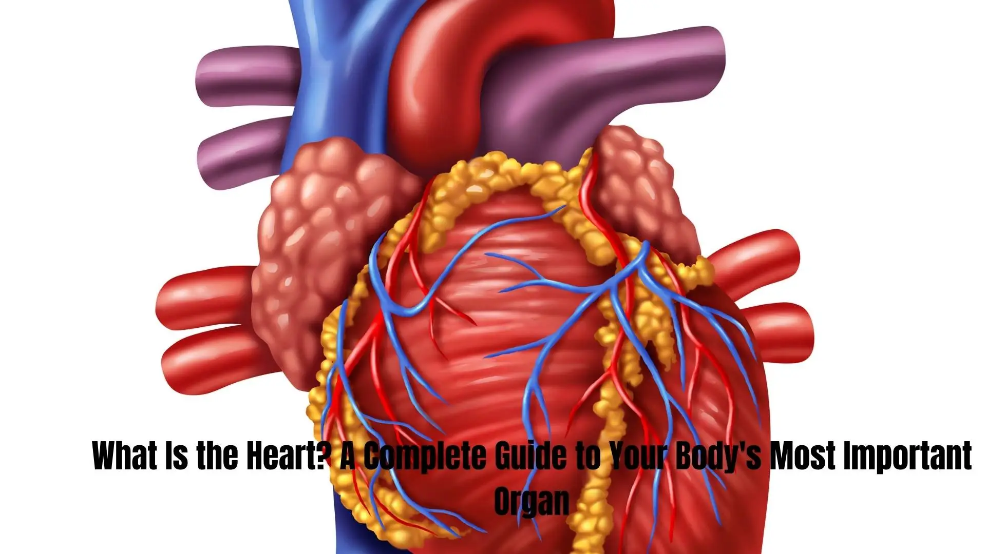 What Is the Heart? A Complete Guide to Your Body's Most Important Organ